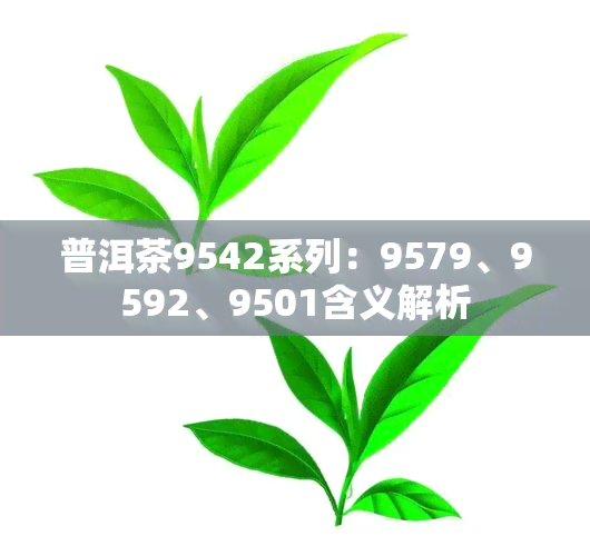 普洱茶9542系列：9579、9592、9501含义解析