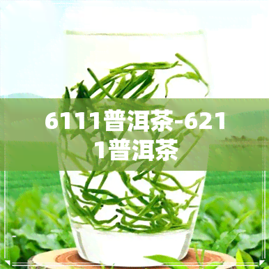 6111普洱茶-6211普洱茶