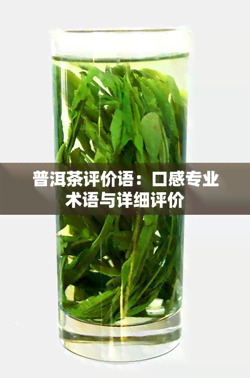 普洱茶评价语：口感专业术语与详细评价