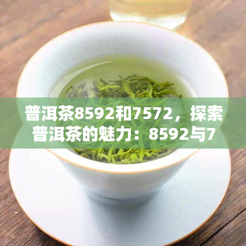 普洱茶8592和7572，探索普洱茶的魅力：8592与7572的比较与鉴