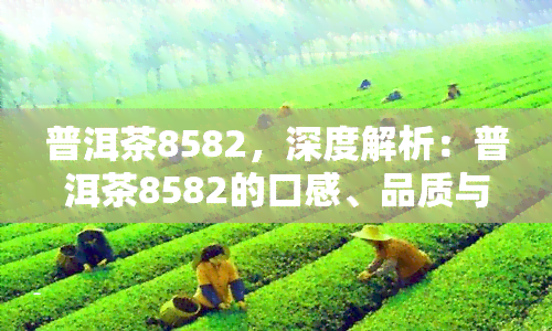 普洱茶8582，深度解析：普洱茶8582的口感、品质与收藏价值