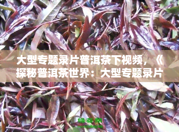 大型专题录片普洱茶下视频，《探秘普洱茶世界：大型专题录片》