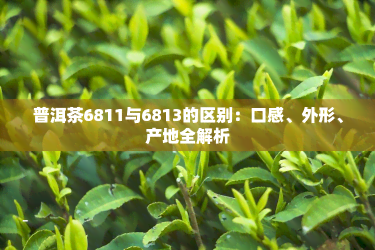 普洱茶6811与6813的区别：口感、外形、产地全解析