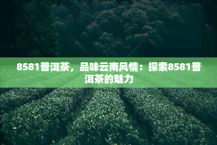 8581普洱茶，品味云南风情：探索8581普洱茶的魅力