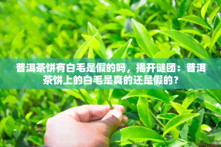 普洱茶饼有白毛是假的吗，揭开谜团：普洱茶饼上的白毛是真的还是假的？