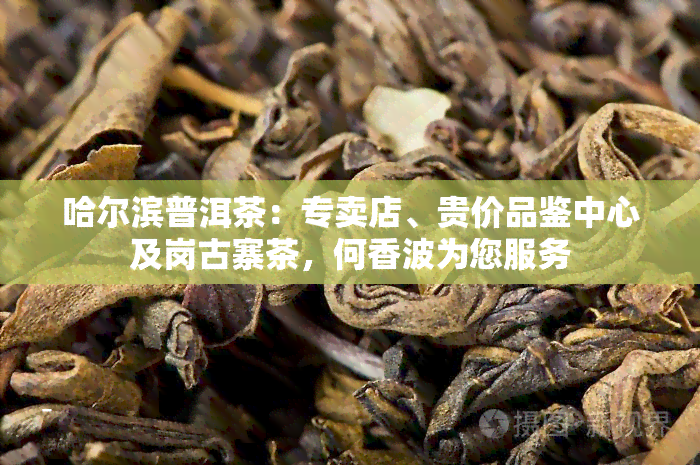 哈尔滨普洱茶：专卖店、贵价品鉴中心及岗古寨茶，何香波为您服务