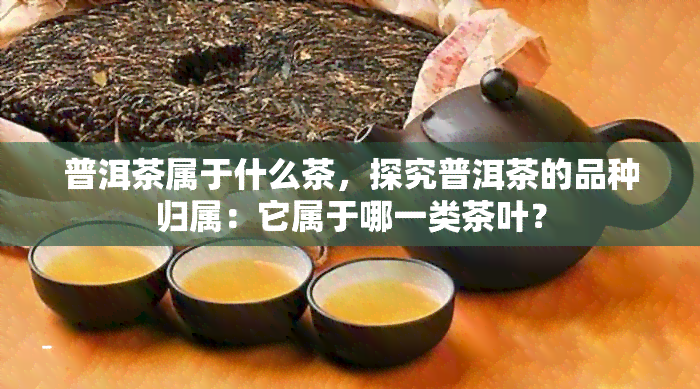 普洱茶属于什么茶，探究普洱茶的品种归属：它属于哪一类茶叶？
