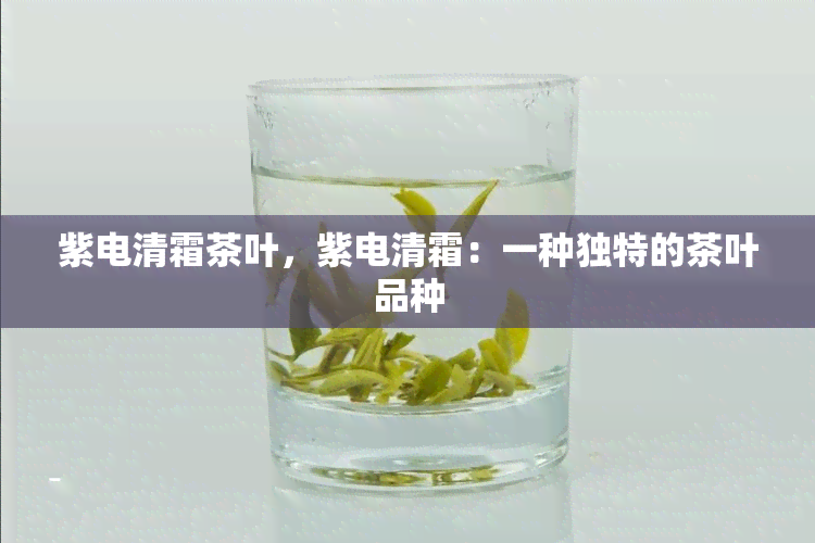 紫电清霜茶叶，紫电清霜：一种独特的茶叶品种