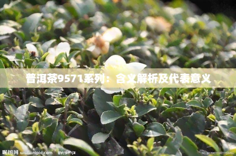 普洱茶9571系列：含义解析及代表意义