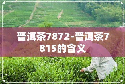 普洱茶7872-普洱茶7815的含义