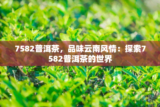 7582普洱茶，品味云南风情：探索7582普洱茶的世界