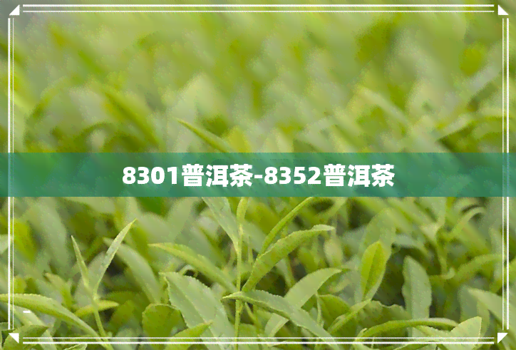 8301普洱茶-8352普洱茶