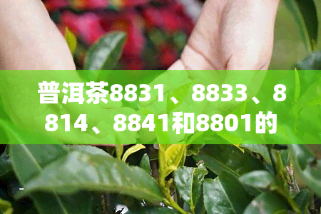 普洱茶8831、8833、8814、8841和8801的含义解析