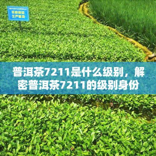 普洱茶7211是什么级别，解密普洱茶7211的级别身份