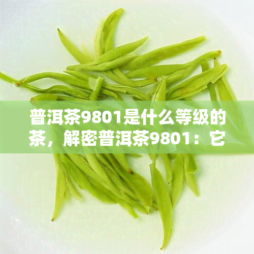 普洱茶9801是什么等级的茶，解密普洱茶9801：它是什么等级的茶叶？