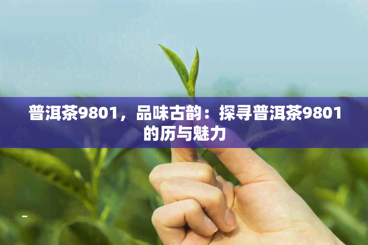 普洱茶9801，品味古韵：探寻普洱茶9801的历与魅力