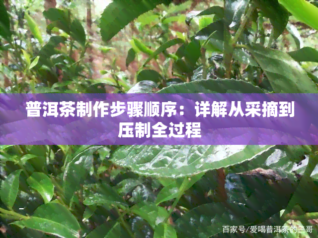 普洱茶制作步骤顺序：详解从采摘到压制全过程