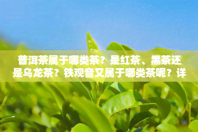 普洱茶属于哪类茶？是红茶、黑茶还是乌龙茶？铁观音又属于哪类茶呢？详解各类茶叶分类