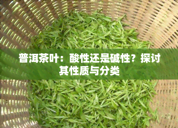 普洱茶叶：酸性还是碱性？探讨其性质与分类