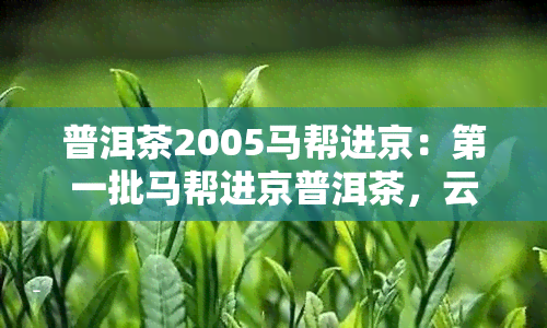 普洱茶2005马帮进京：之一批马帮进京普洱茶，云南马帮入京进贡普洱茶案例，马帮来普洱茶2012、5602珍藏礼品装及2006年马帮普洱茶饼价格