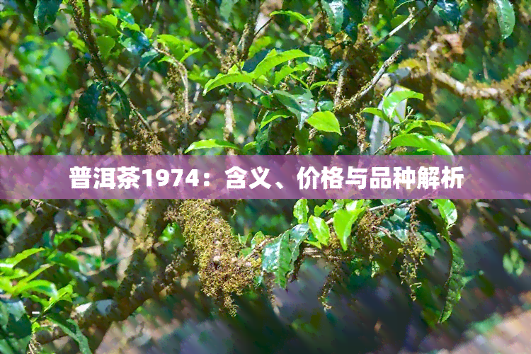 普洱茶1974：含义、价格与品种解析