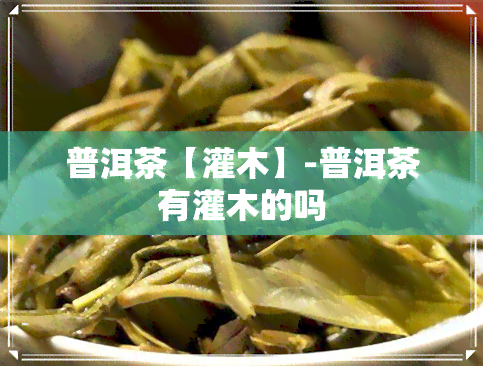 普洱茶【灌木】-普洱茶有灌木的吗