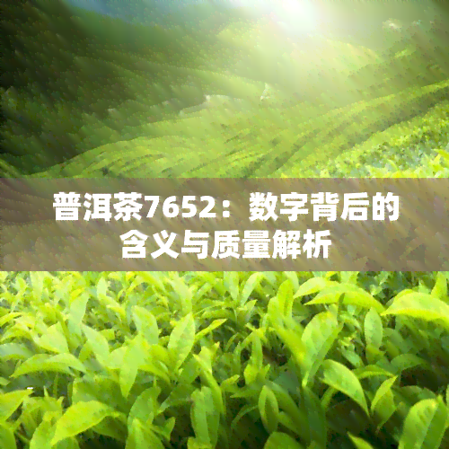 普洱茶7652：数字背后的含义与质量解析