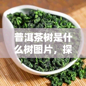 普洱茶树是什么树图片，探索神秘的普洱茶树：独特品种及其美丽的图片展示