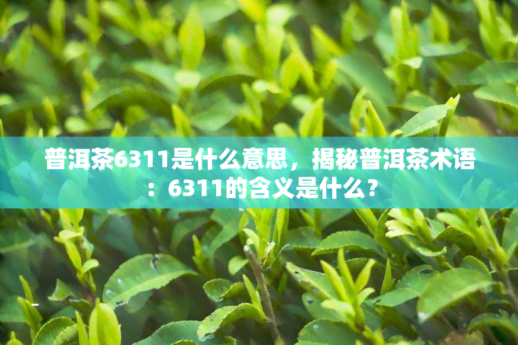 普洱茶6311是什么意思，揭秘普洱茶术语：6311的含义是什么？