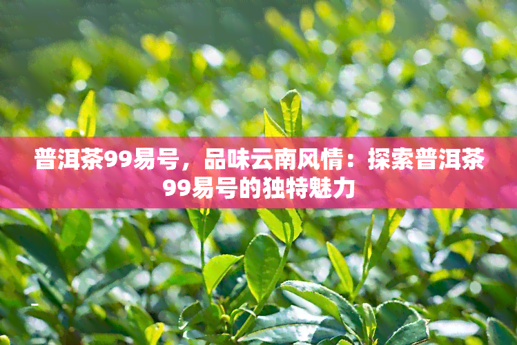 普洱茶99易号，品味云南风情：探索普洱茶99易号的独特魅力