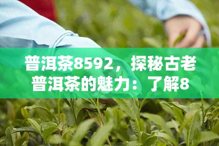 普洱茶8592，探秘古老普洱茶的魅力：了解8592普洱茶的历与品鉴方法