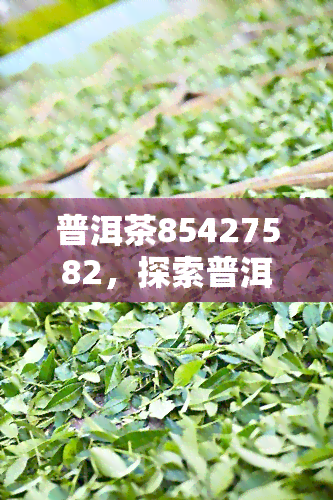 普洱茶85427582，探索普洱茶的魅力：85427582，一款值得一试的茶叶