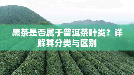 黑茶是否属于普洱茶叶类？详解其分类与区别