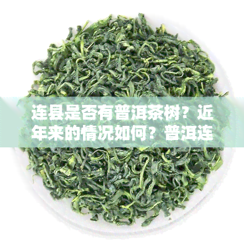 连县是否有普洱茶树？近年来的情况如何？普洱连地区的茶叶品种有哪些？