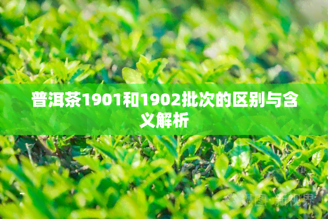 普洱茶1901和1902批次的区别与含义解析