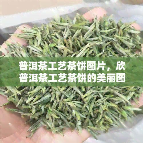 普洱茶工艺茶饼图片，欣普洱茶工艺茶饼的美丽图片