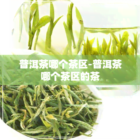 普洱茶哪个茶区-普洱茶哪个茶区的茶