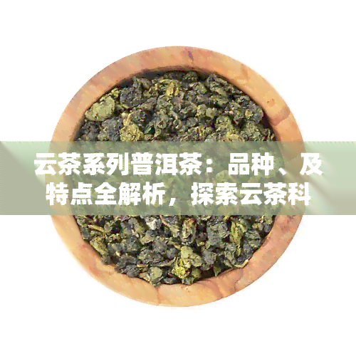 云茶系列普洱茶：品种、及特点全解析，探索云茶科技普洱的魅力