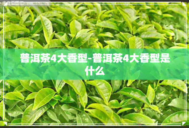 普洱茶4大香型-普洱茶4大香型是什么