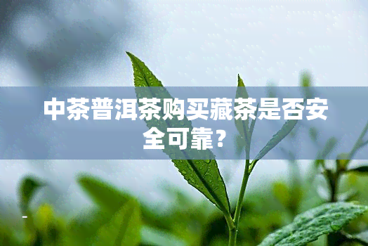 中茶普洱茶购买藏茶是否安全可靠？