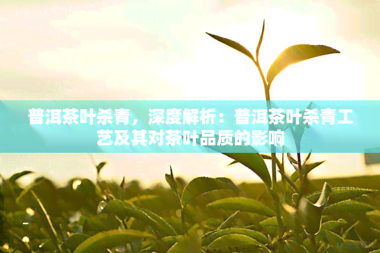 普洱茶叶杀青，深度解析：普洱茶叶杀青工艺及其对茶叶品质的影响