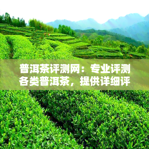 普洱茶评测网：专业评测各类普洱茶，提供详细评鉴报告