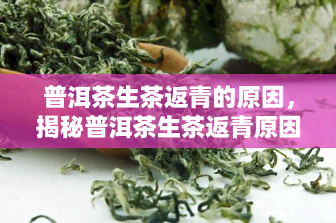 普洱茶生茶返青的原因，揭秘普洱茶生茶返青原因，你不可不知的茶叶知识！