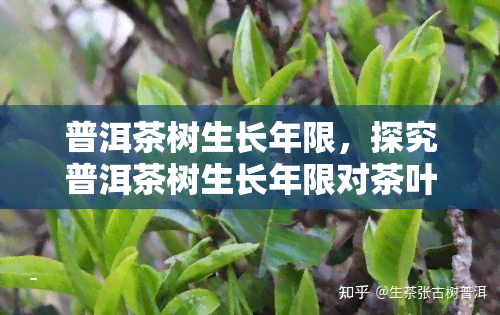 普洱茶树生长年限，探究普洱茶树生长年限对茶叶品质的影响