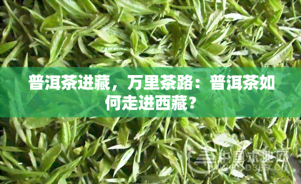 普洱茶进藏，万里茶路：普洱茶如何走进     ？