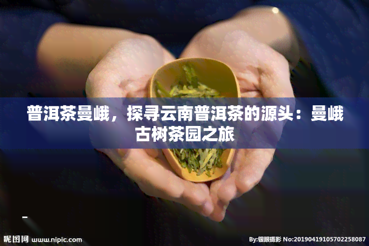 普洱茶曼峨，探寻云南普洱茶的源头：曼峨古树茶园之旅