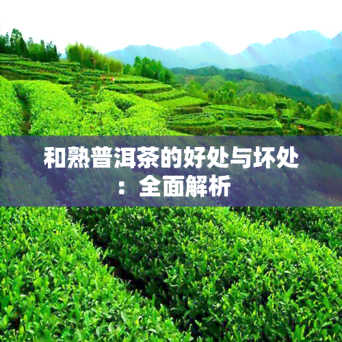 和熟普洱茶的好处与坏处：全面解析