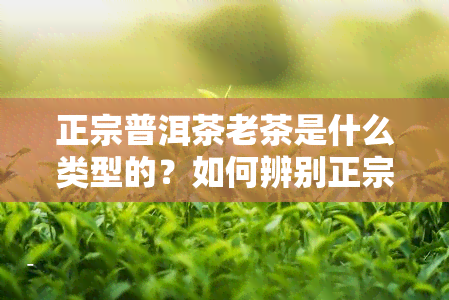 正宗普洱茶老茶是什么类型的？如何辨别正宗普洱茶？常见有哪些？