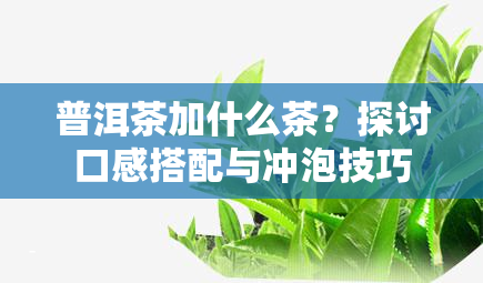 普洱茶加什么茶？探讨口感搭配与冲泡技巧