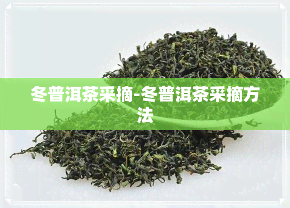 冬普洱茶采摘-冬普洱茶采摘方法